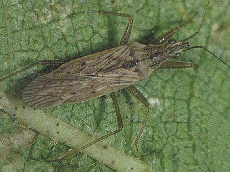 A grey bug on a green leaf.