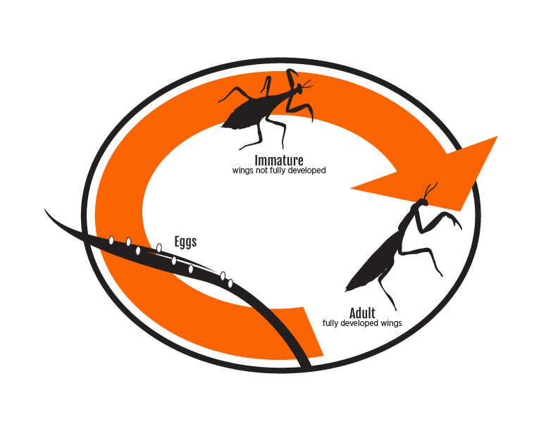 An orange arrow shaped in a circle showing the lifecyle of a nabid labeled: An orange arrow shaped in a circle showing the lifecyle of a nabid labeled: