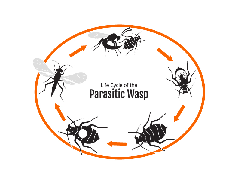 A white circle with orange arrows showing the lifecyle of the parasitic wasp labeled: A white circle with orange arrows showing the lifecyle of the parasitic wasp labeled: