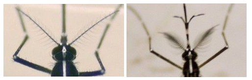 Comparison of male and female mosquitoes