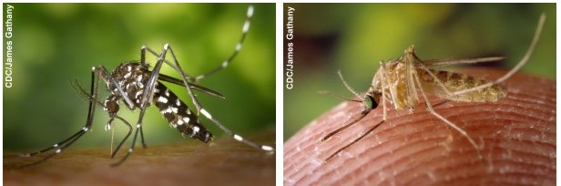 Comparison of two differnt types of mosquitoes 