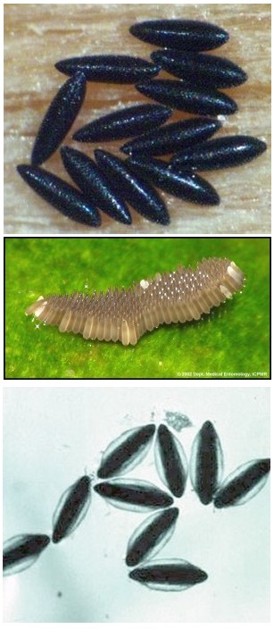 The life cycle of mosquito eggs