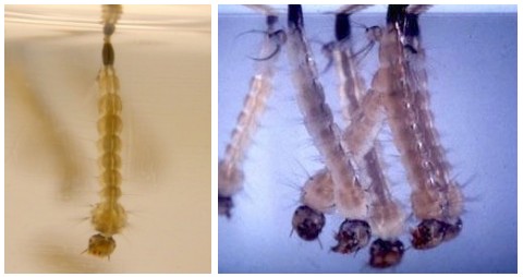 The larvae stage of a mosquitoes life cycle