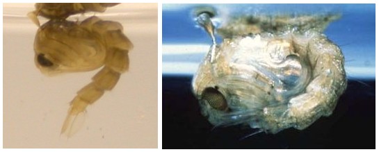 The pupae stage of a mosquitoes life cycle 
