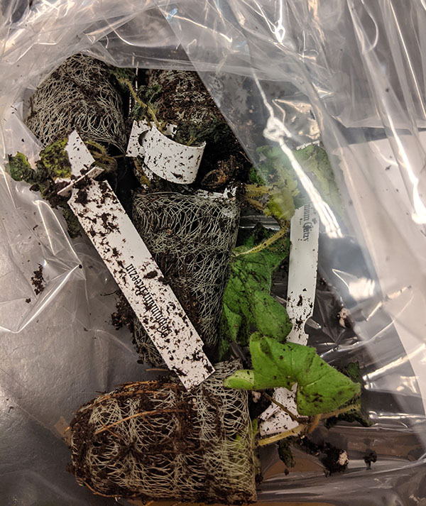 Figure 3 a. When plants are wet or covered in potting mix, they cannot be tested by the lab