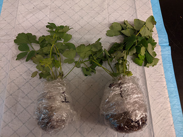 Figure 3b. Wrap roots and potting mix in plastic wrap or bags. This prevents soil from contaminating the leaves.