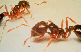 Red fire ant group. 
