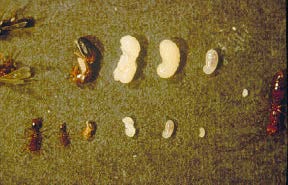 Life stages of the red fire ant. 