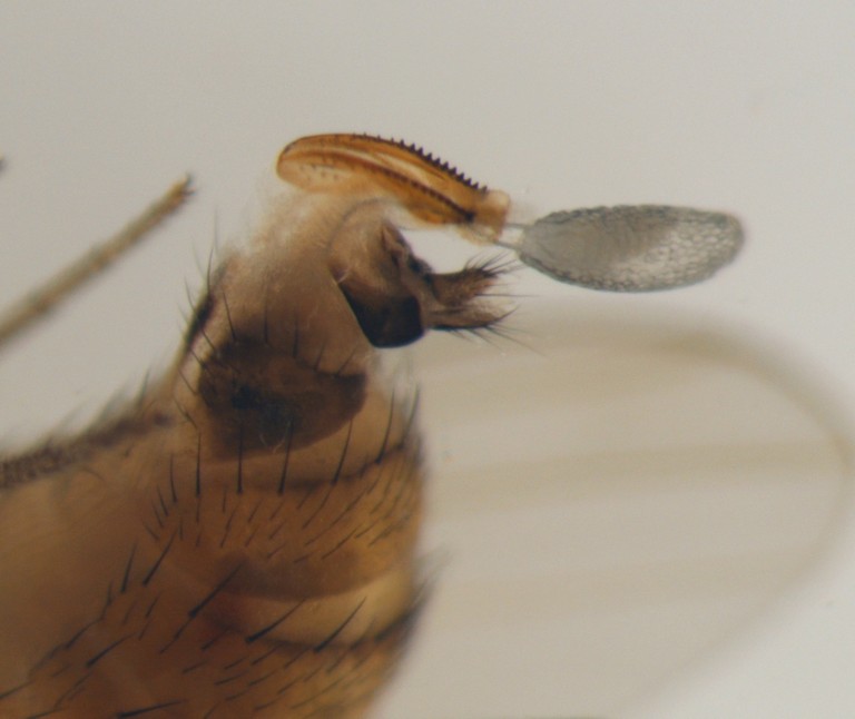 Example of a Spotted Wing Drosophila egg. Example of a Spotted Wing Drosophila egg.