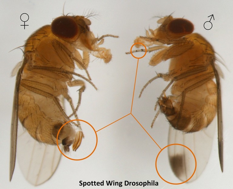Comparison between a Spotted Wing Drosphila male and female. Comparison between a Spotted Wing Drosphila male and female.