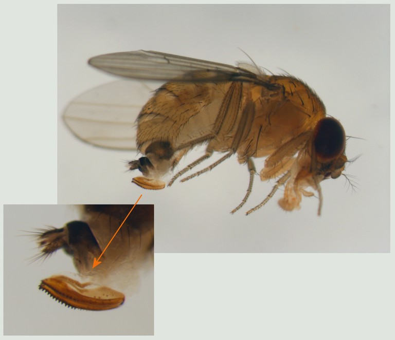 A female Spotted Wing Drosophila. A female Spotted Wing Drosophila.