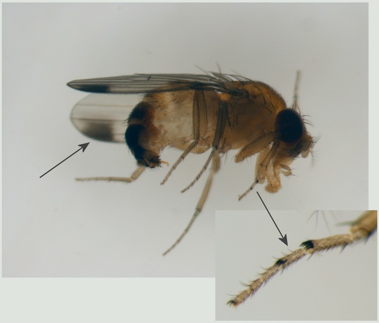A male Spotted Wing Drosophila. A male Spotted Wing Drosophila.