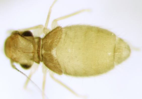 Lepinotus reticulatus Enderlein. Lepinotus reticulatus Enderlein.