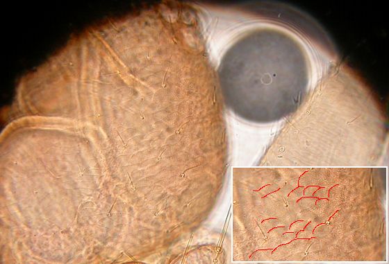Areoles of vertex. Areoles of vertex.