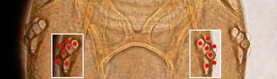 Seven ommatidia. Seven ommatidia.