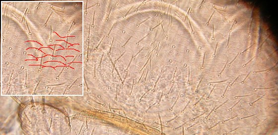 Areoles of vertex. Areoles of vertex.