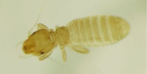 Liposcelis paeta. Liposcelis paeta.