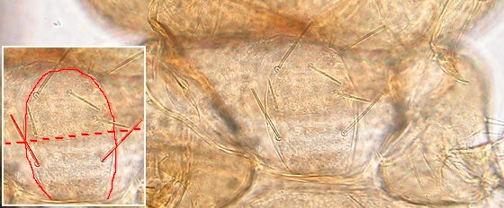 Prosternal bristles located posterior to the middle of prosternum. Prosternal bristles located posterior to the middle of prosternum.