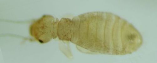 Liposcelis fusciceps. Liposcelis fusciceps.