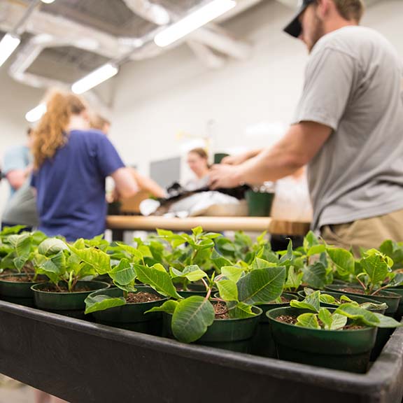 Students working in the Greenhouse Learning Center propagating poinsettias.