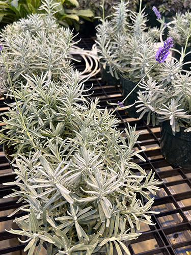 Lavender in greenhouse