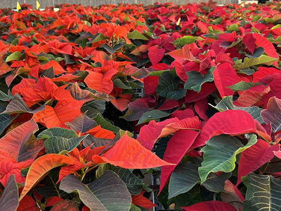 Orange Glow and Prestige Red poinsettias in greenhouse