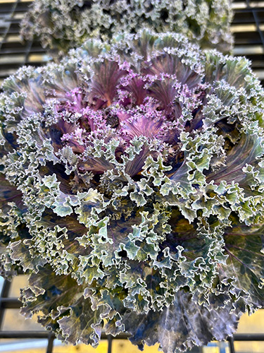 Ornamental kale in greenhouse