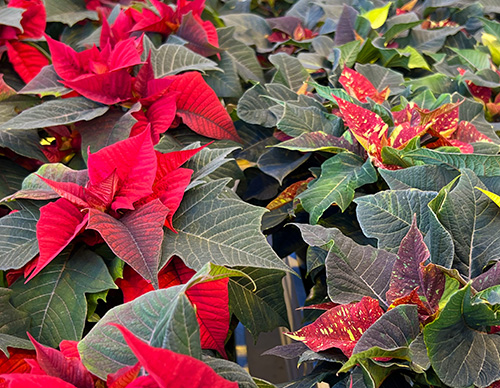 Prestige Red and Red Glitter poinsettias in greenhouse