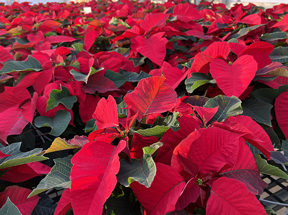 Prestiage Red poinsettias in greenhouse