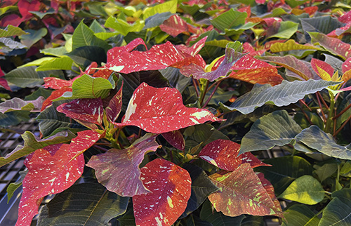 Red Glitter poinsettias in greenhouse