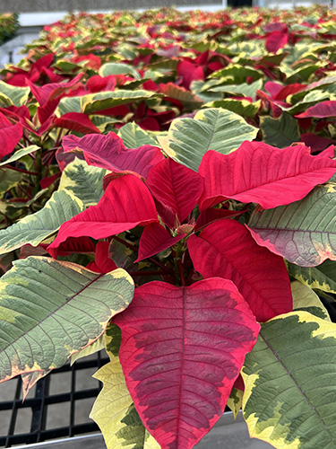 Tapestry poinsettias in greenhouse