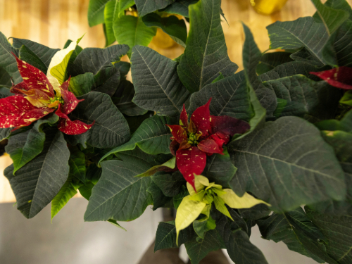 Red and white poinsettia