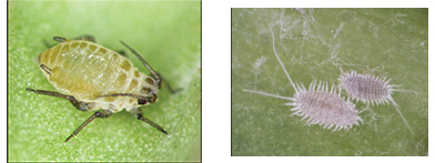 Aphid and Mealy Bugs image