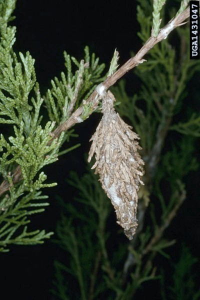 Bagworm on juniper