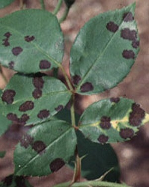 Black spot damage on roses.