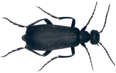 blister-beetle-2.jpg The aerial view of a plain, black blister beetle.