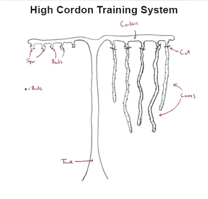 High Cordon Training System for Grapes High Cordon Training System for Grapes