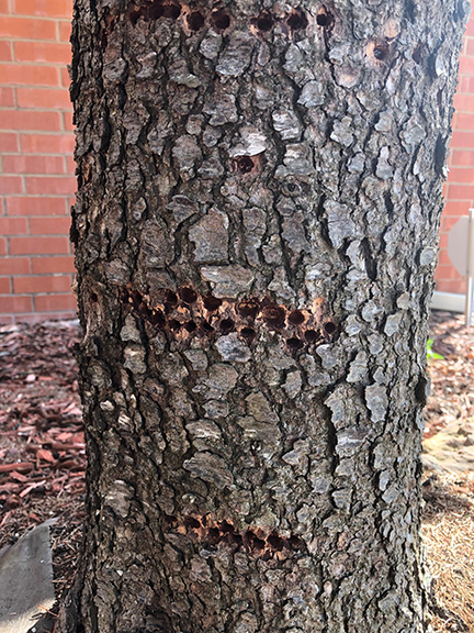 What are the horizontal holes on my trees?