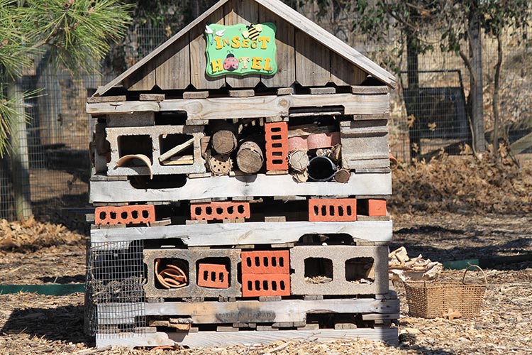 Insect hotels are simple structures that provide shelter to a wide variety of arthropods, including bees, wasps, lady beetles and spiders.