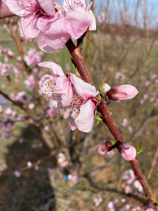 Peach blossom with pink flowers.