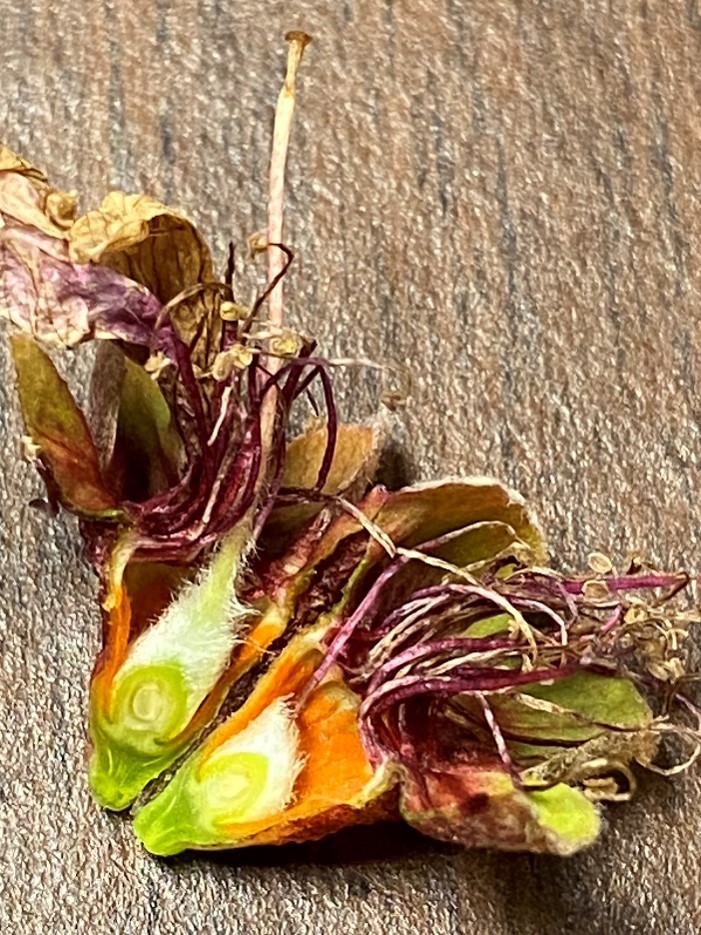 Ovule looks green but other flower parts both male and female are damaged.