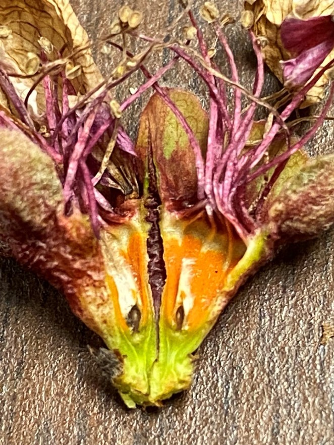  Ovary is brown indicating damage. All other flower parts are damaged. 