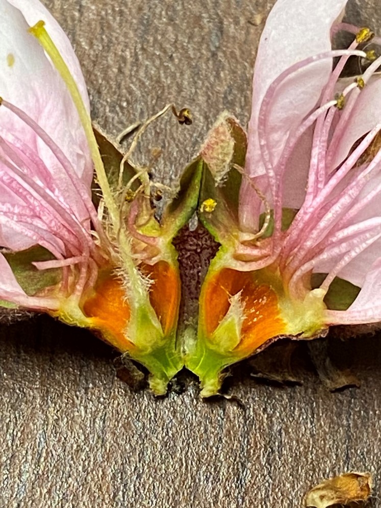 Ovule & style look green. Stigma looks like its darkening and parts of the anthers are damaged. Some petals are remaining.