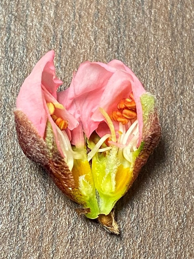 Ovule, style, and stigma look green and healthy. Hard to tell on anthers if they are damaged. 