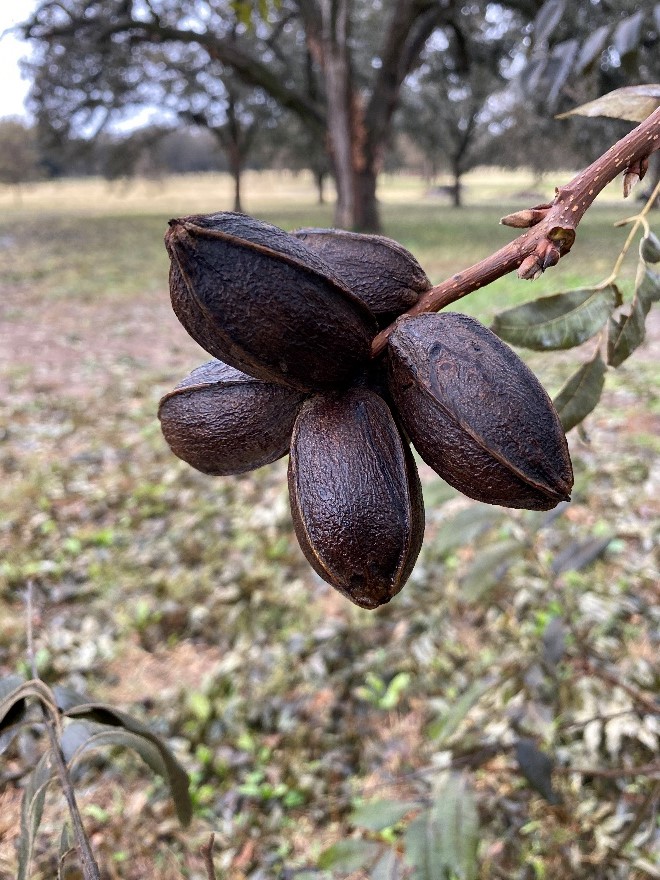 Pecan cluster after freeze Pecan cluster after October 19, 2022 freeze.