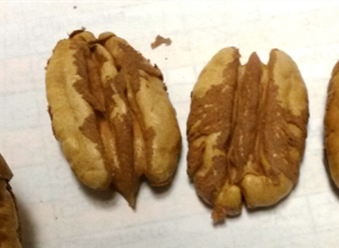 Pecan kernels with adherence Pecan kernels with adherence due to stress.