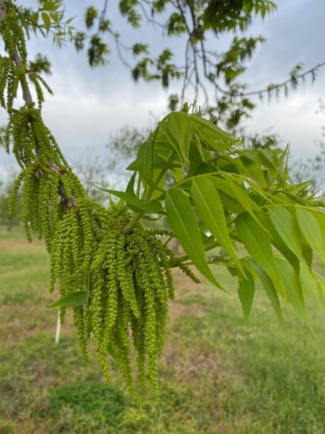 Male flowers or catkins develop on last year's growth. The female flowers will be on the end of the new shoot growth.