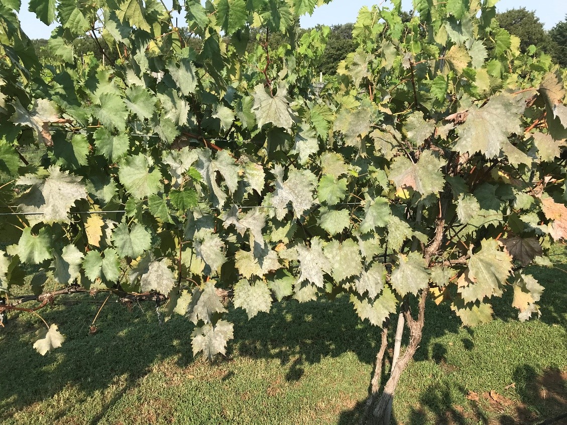 Powdery mildew infection Post-harvest 'Chambourcin' vine with powdery mildew infection.