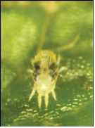 Spider Mite image