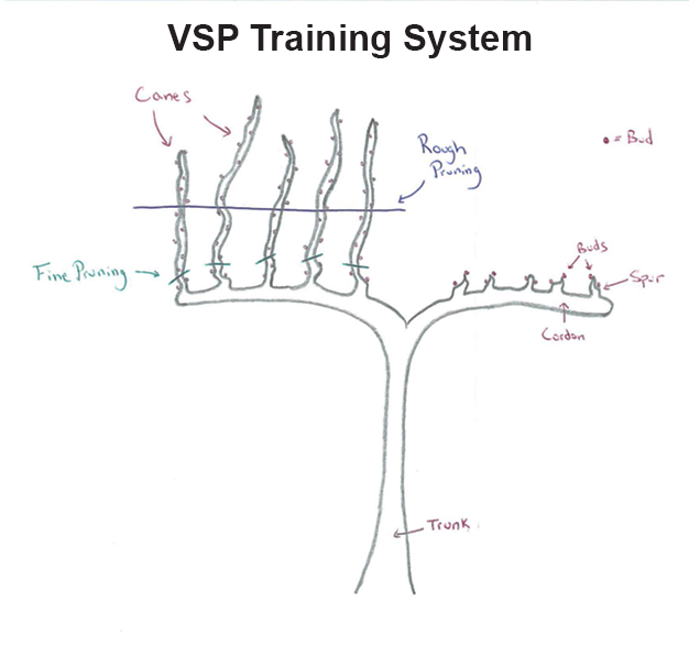 VSP Training System for Grapes VSP Training System for Grapes